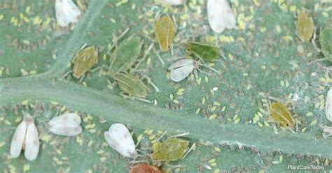 Green Peach Aphid Infestation: Prevention and Control