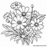 Zinnia Coloring Pages  Free & Printable sketch template