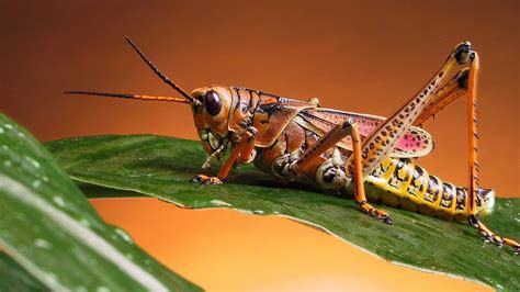 Beautiful colored locust insect on a green leaf