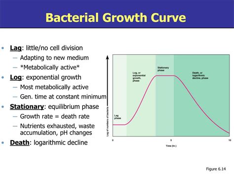 PPT - Chapter 6: Microbial Growth PowerPoint Presentation, free download - ID:3749202