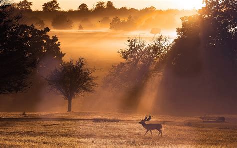 Deer sunset landscape wallpaper | 1920x1200 | #12647