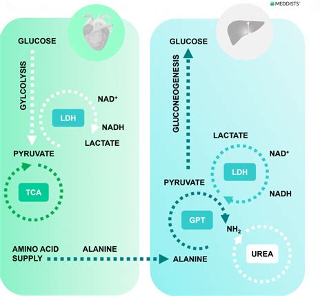 The Glucose-Alanine cycle – Meddists