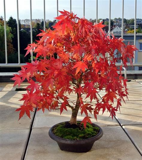 Acer Rubrum Red Maple Ornamental Bonsai Tree Rare 10 | Etsy in 2021 | Red maple bonsai, Japanese ...