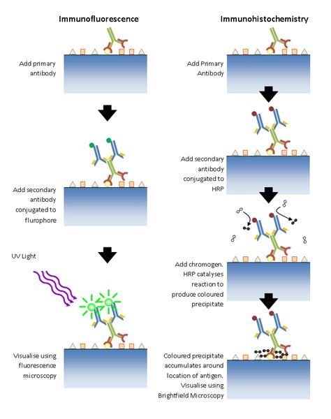 Immunohistochemistry - Diamantina Institute - University of Queensland