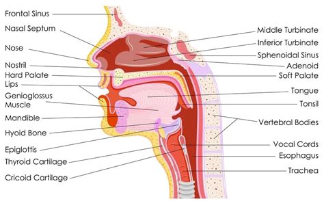 Hard Palate And Soft Palate Anatomy