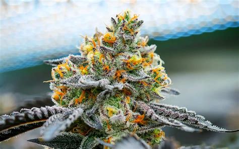 Best cannabis strains of summer 2020 | High Green News