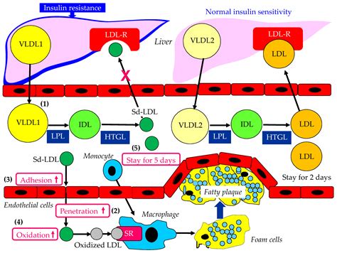 Atherogenic Lipoproteins for the Statin Residual Cardiovascular Disease Risk