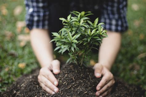 Thousands of trees to be planted in communities in boost to nature, health and wellbeing - GOV.UK