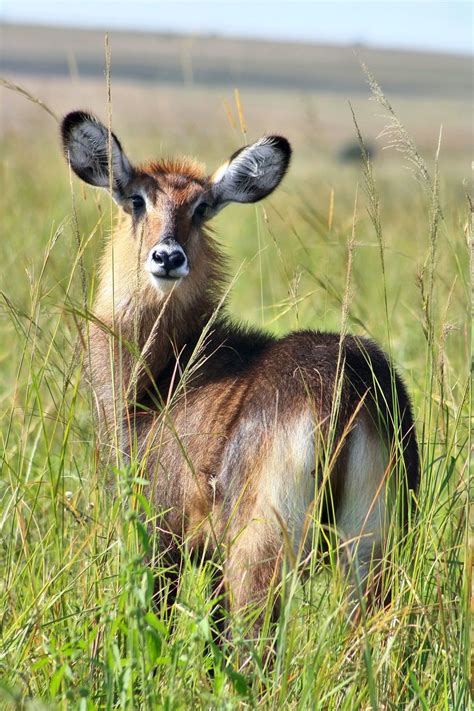 Waterbuck | Royalty free pictures, Free pictures, Portrait