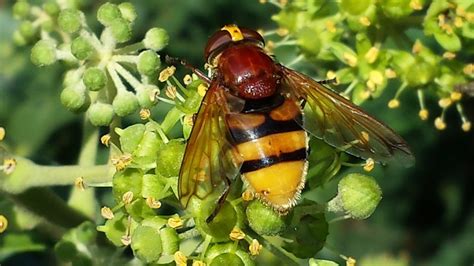 Free Images : flower, fly, pollination, fauna, invertebrate, sprinkle, close up, hoverfly ...