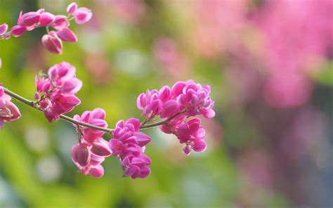 Pink Flowers, Blur Background, Spring, Pink Cluster Flower