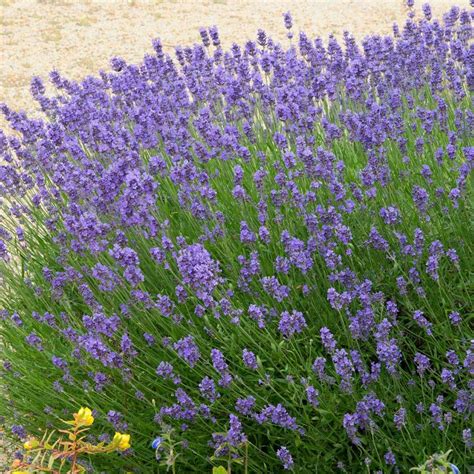 Hidcote Purple Lavender Shrub in 2022 | Deer resistant perennials, Border plants, Lavender hidcote