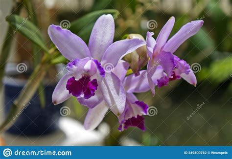 Orchids in the Greenhouse, Rio, Brazil Stock Photo - Image of color, greenhouse: 249400762