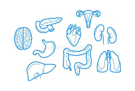 Human Shape Outline Stock Illustrations – 49,690 Human Shape Outline Stock Illustrations ...