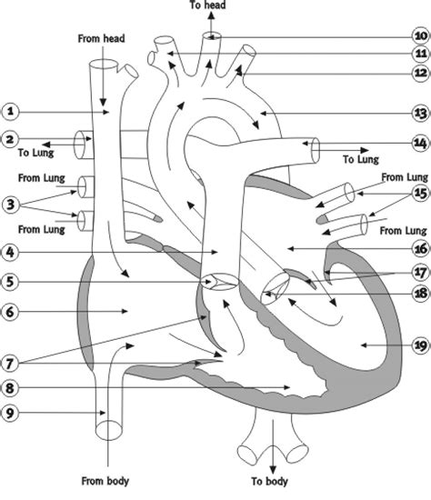 Download Heart Diagram Labeling Worksheet Answers Pictures | Free ...