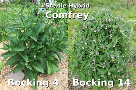 How to determine if you have Bocking 4 or Bocking 14 Comfrey (dynamic ...