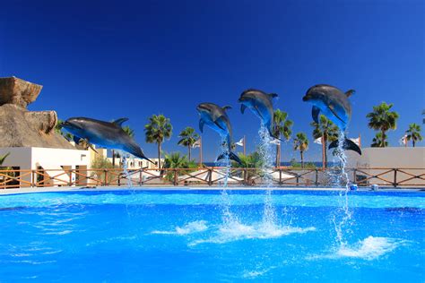 Dolphins Jumping in a Water Park · Free Stock Photo