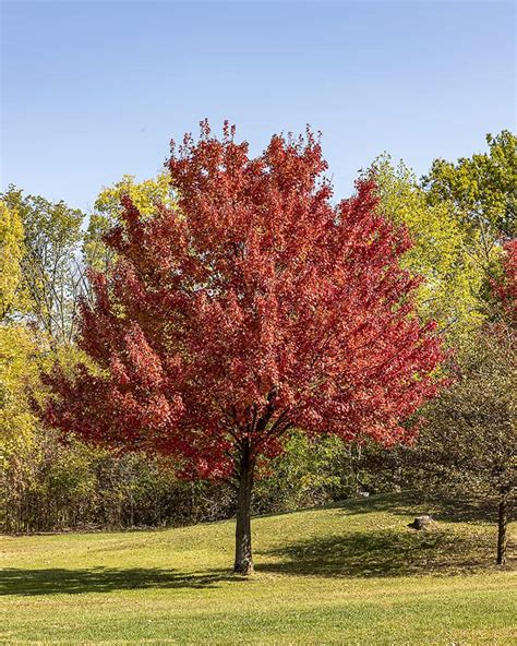 Different Types of Maple Trees with Pictures | Trees.com