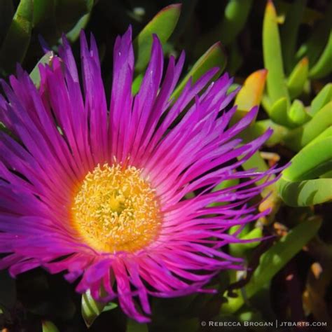 Tasmanian Native Pig Face Flower Close Up (Carpobrotus Rossii) – MACT1 ...