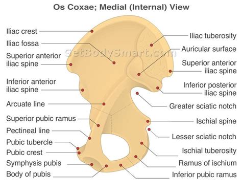 Hip Bone or Os Coxae Antomy: Medial or Internal View | Human bones anatomy, Anatomy bones ...