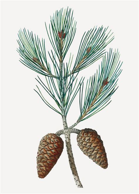 Pine Tree Branch Vector at Vectorified.com | Collection of Pine Tree ...