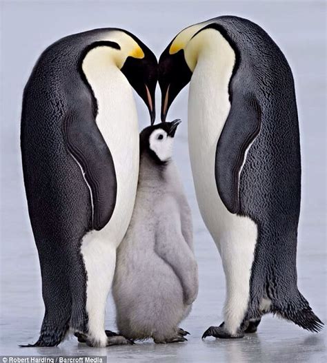 Penguin Family Portrait | Emperor penguin, Baby penguins, Penguins