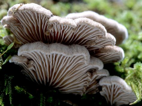 California Fungi: Schizophyllum commune