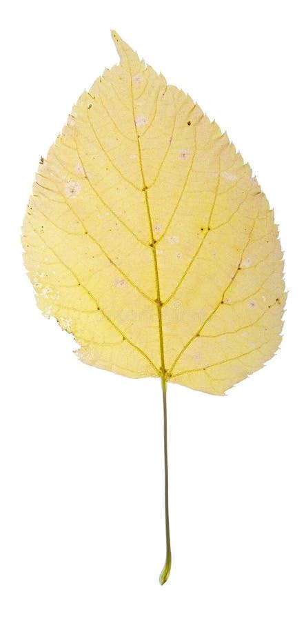 Yellow birch leaf stock photo. Image of beautiful, leaves - 238096384