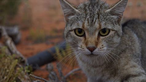 Cat–astrophe! Feral cats have invaded nearly 100% of Australia | Fox News