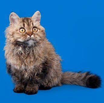 This New Breed Of Cat Is The Fluffiest Feline You Have To See To Believe