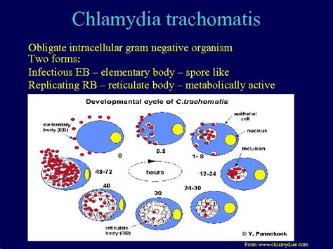 Chlamydia NAATs update in the clinical and laboratory