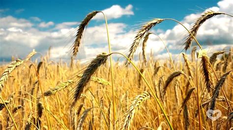 Wheat or tares? | wheat, seed, harvest | 24 Another parable He put ...