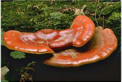 Classification of Fungi - Phycomycetes, Ascomycetes, Basidiomycetes and Deuteromycetes ~ Biology ...