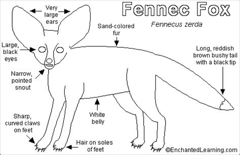 Fennec Fox Printout- EnchantedLearning.com