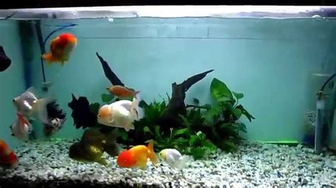 Goldfish aquarium tank - YouTube