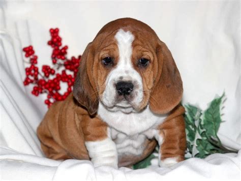 Bully Basset Puppies For Sale | Puppy Adoption | Keystone Puppies