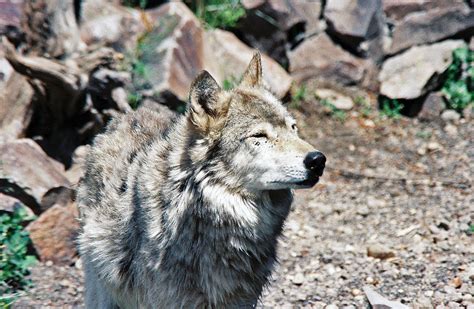 Canadian Wolf Photograph by Ronald Hunt