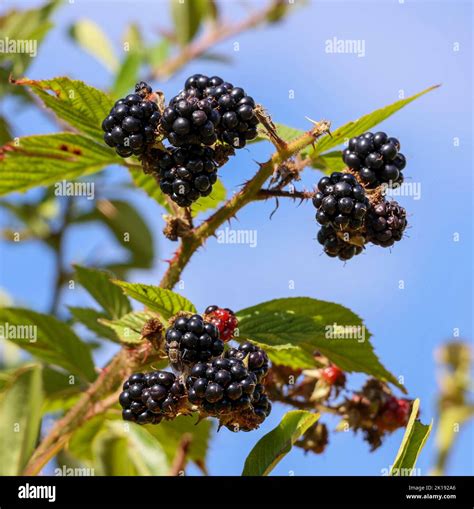 Lurgan september 2022 hi-res stock photography and images - Alamy