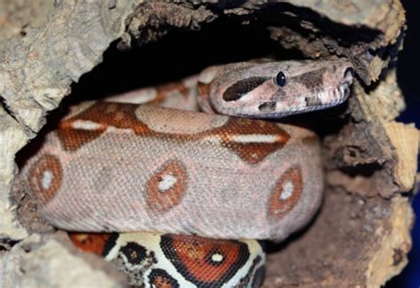 10 Rosy Boa Morphs & Colors (with Pictures) | Pet Keen