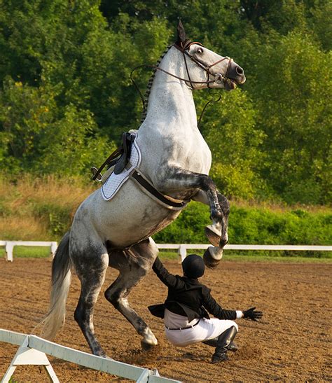 9 Photos of Horses Failing at Dressage | HORSE NATION