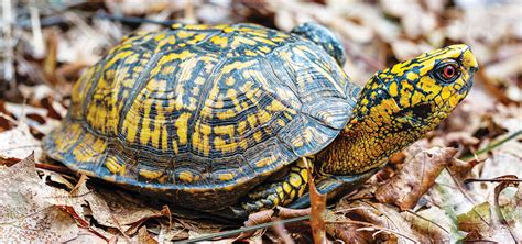 Tracking Turtles with the Box Turtle Connection | Our State