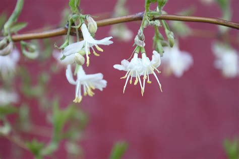 Winter Honeysuckle Photograph by Gerry Bates - Fine Art America