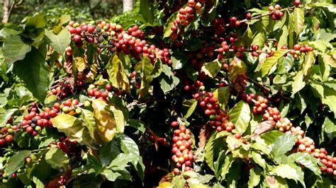 Coffee Harvest in Honduras 2024-2025 - Rove.me