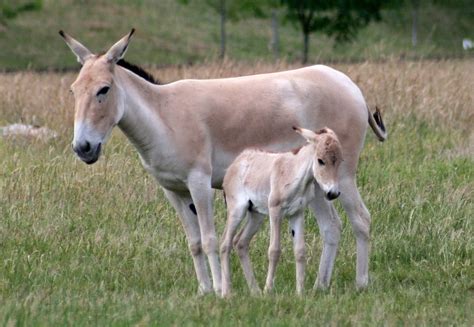 Onager | Onager foal; Whipsnade; 3rd July 2010. Was widespread in Iran; now it can only be found ...