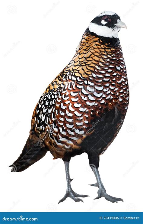 Reeves pheasant stock image. Image of feathers, feather - 23412335