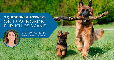 9 Questions & Answers on Diagnosing Ehrlichiosis Canis