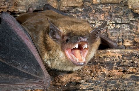 What does a bat bite look like?