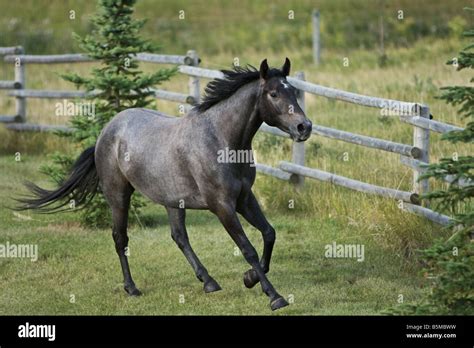 Grey blue roan horse galloping through field Stock Photo - Alamy