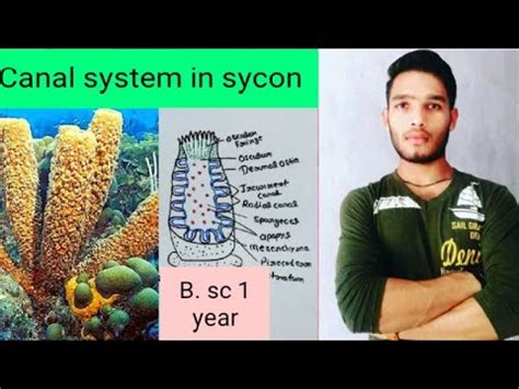 Canal system in sycon - YouTube