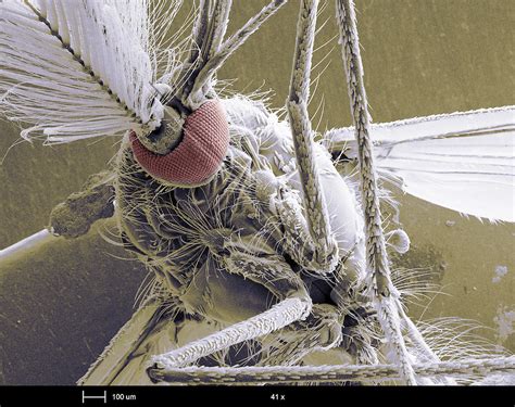 Male Mosquito | Sciencephotography.com